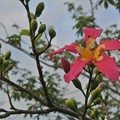 Photos: やっと手の届く低い枝で咲いたトックリキワタの花