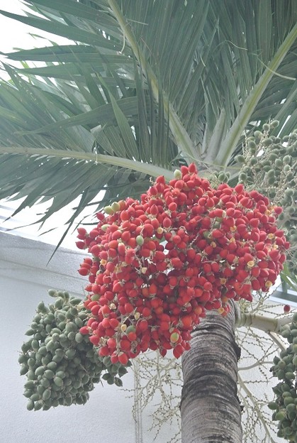 Photos: マニラヤシの赤い実