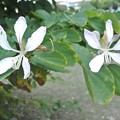 Photos: バウヒニアの白花種