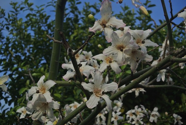 白花種のトックリキワタ