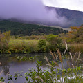 Photos: 秋～コウホネの咲く池