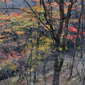Photos: 紅葉する渓谷