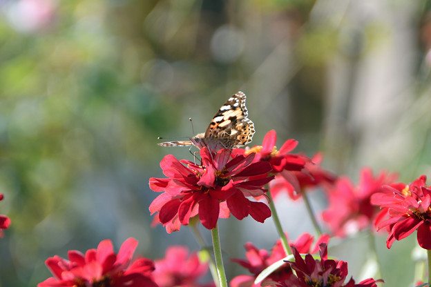 Photos: 赤い花には赤い蝶さん