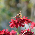 Photos: 赤い花には赤い蝶さん