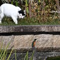 Photos: 猫と翡翠