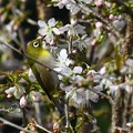 Photos: ヒマラヤ桜とメジロ