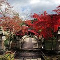 京都　永観堂　紅葉(２０１１年）