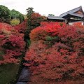京都　東福寺の紅葉（２０１１年）