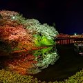船越堤公園　夜桜　(静岡市清水区)