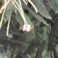 ネパールの蝶