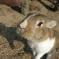 大久野島でウサギと遊ぶ