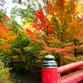 2014年　紅葉の風景　神奈川