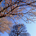 2015年　桜の横浜