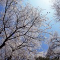 華蔵寺公園の桜２０１８