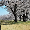 石山観音の桜