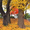 華蔵寺公園の紅葉２０１８