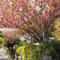 2018年　街の風景写真　桜