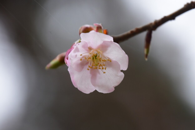 薩摩寒桜（サツマカンザクラ）