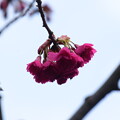 八重寒緋桜（ヤエカンヒザクラ）