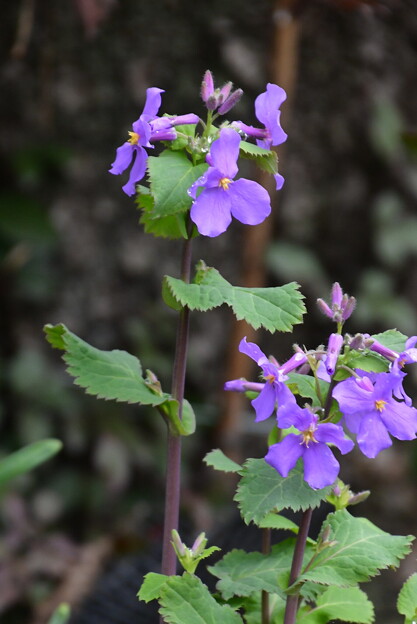 紫花菜（ムラサキハナナ）