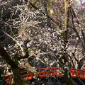 鶯橋を飾る白梅