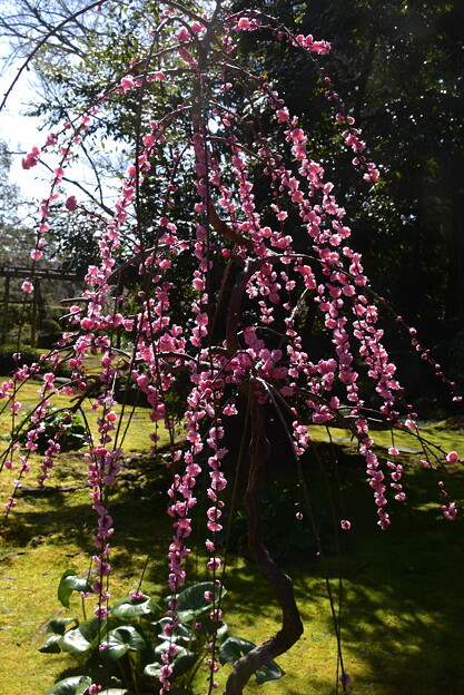 平安の庭の枝垂れ梅