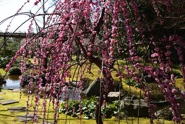 平安の庭の枝垂れ梅
