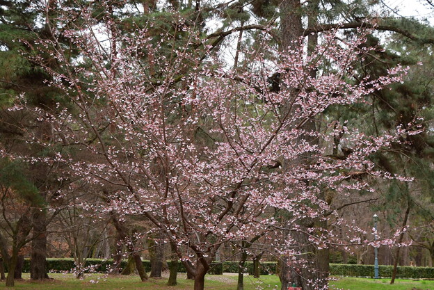 薩摩寒桜（サツマカンザクラ）