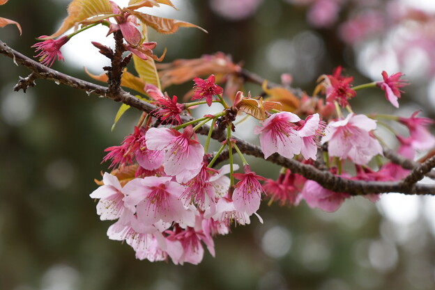 熱海桜（アタミザクラ）