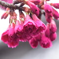 写真: 八重寒緋桜（ヤエカンヒザクラ）