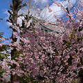 写真: 百万遍知恩寺の桜