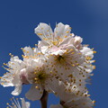 唐実桜（カラミザクラ）