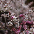 写真: 紅白咲き分けの梅