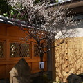 写真: 菅公産湯の井戸と紅白咲き分けの梅