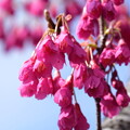 写真: 寒緋桜（カンヒザクラ）