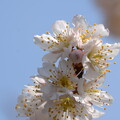 唐実桜（カラミザクラ）