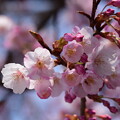 蜂須賀桜（ハチスカザクラ）