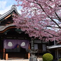 清浄華院の蜂須賀桜（ハチスカザクラ）