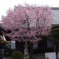 清浄華院の蜂須賀桜（ハチスカザクラ）