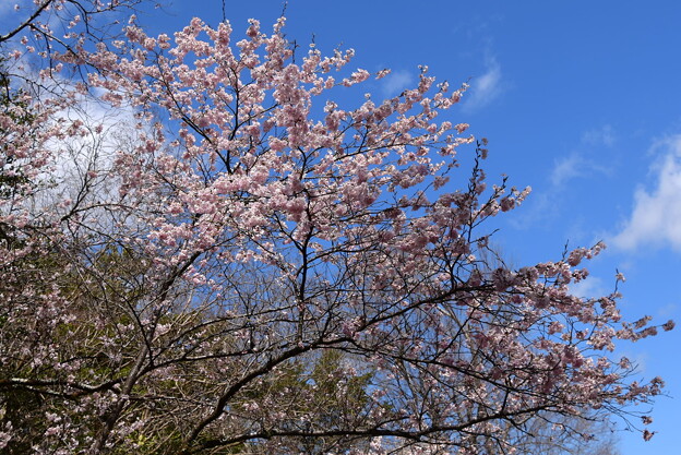 東海桜（トウカイザクラ）