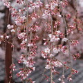写真: 本満寺の枝垂れ桜