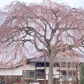 写真: 本満寺の枝垂れ桜