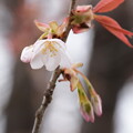 写真: 山桜（ヤマザクラ）