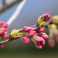 写真: 今日の桜