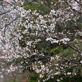 写真: 今日の桜