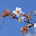 写真: 山桜（ヤマザクラ）