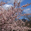 写真: 細井桜の中の比叡山