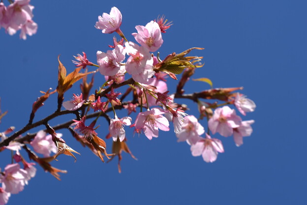 蜂須賀桜（ハチスカザクラ）