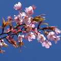 写真: 蜂須賀桜（ハチスカザクラ）