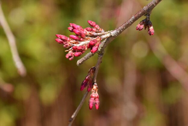 半木桜（ナカラギザクラ）